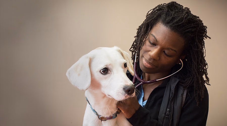 Boston Veterinary Clinic